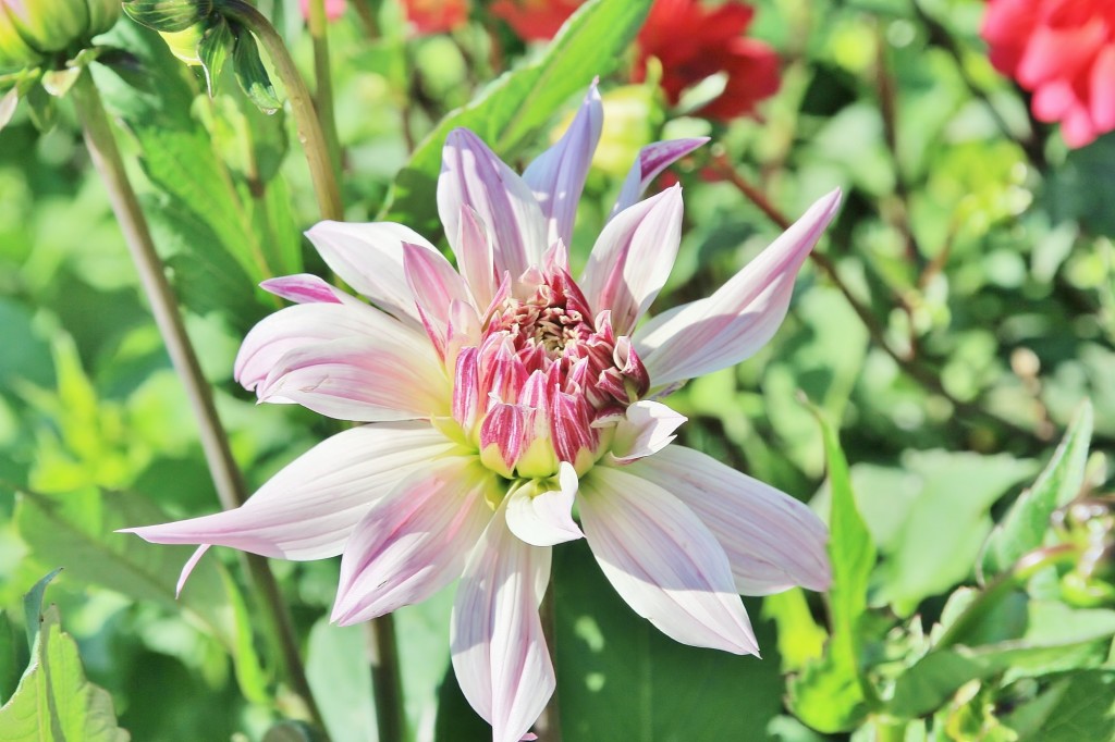 Foto: Plantación de Dalias - Capolat (Barcelona), España