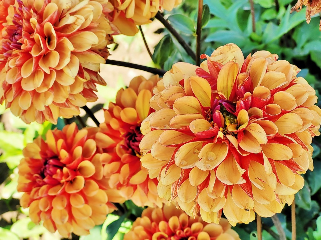 Foto: Plantación de Dalias - Capolat (Barcelona), España