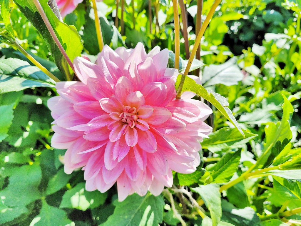 Foto: Plantación de Dalias - Capolat (Barcelona), España