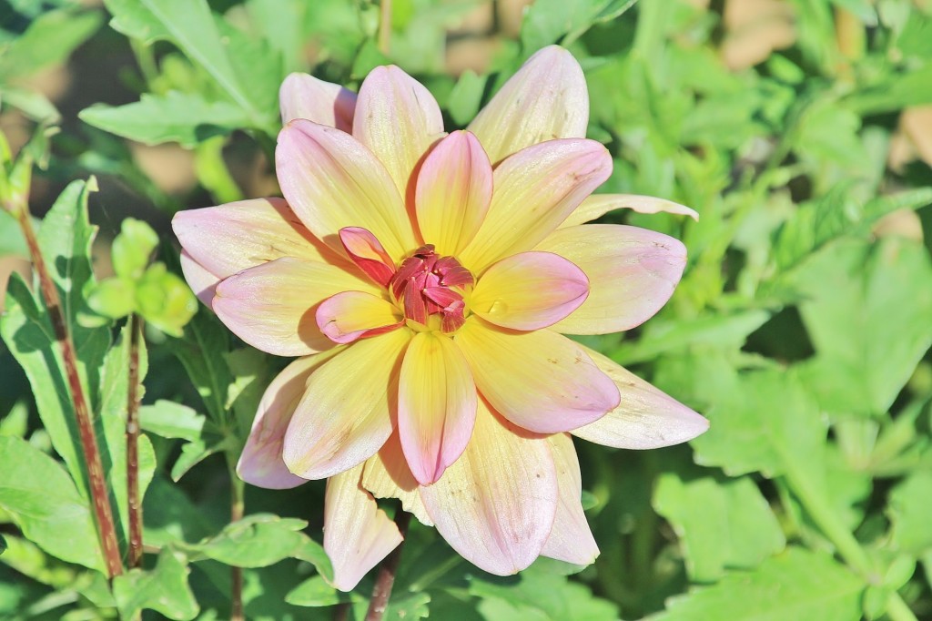 Foto: Plantación de Dalias - Capolat (Barcelona), España