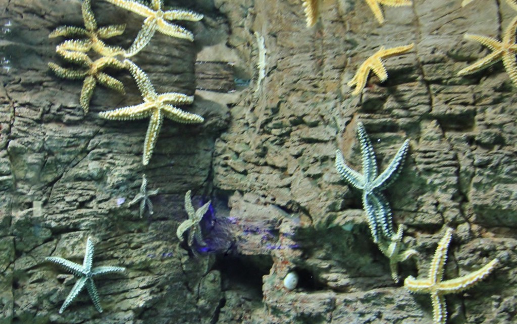 Foto: Acuario de Gijón - Gijón (Asturias), España