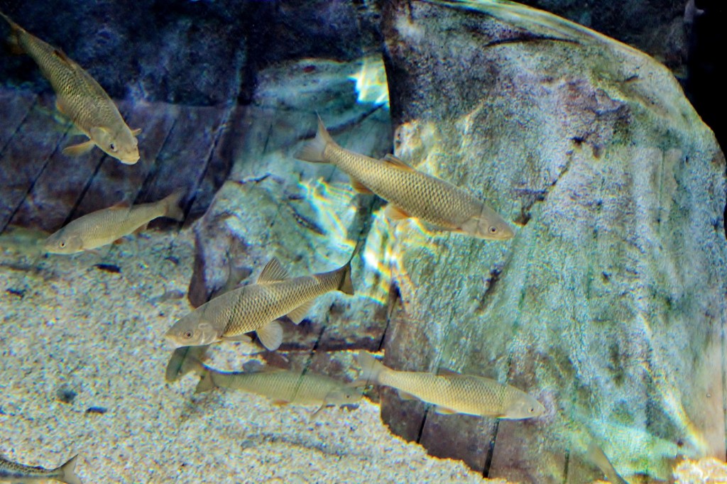 Foto: Acuario de Gijón - Gijón (Asturias), España