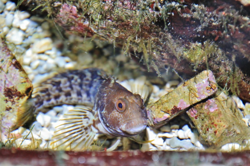 Foto: Acuario de Gijón - Gijón (Asturias), España