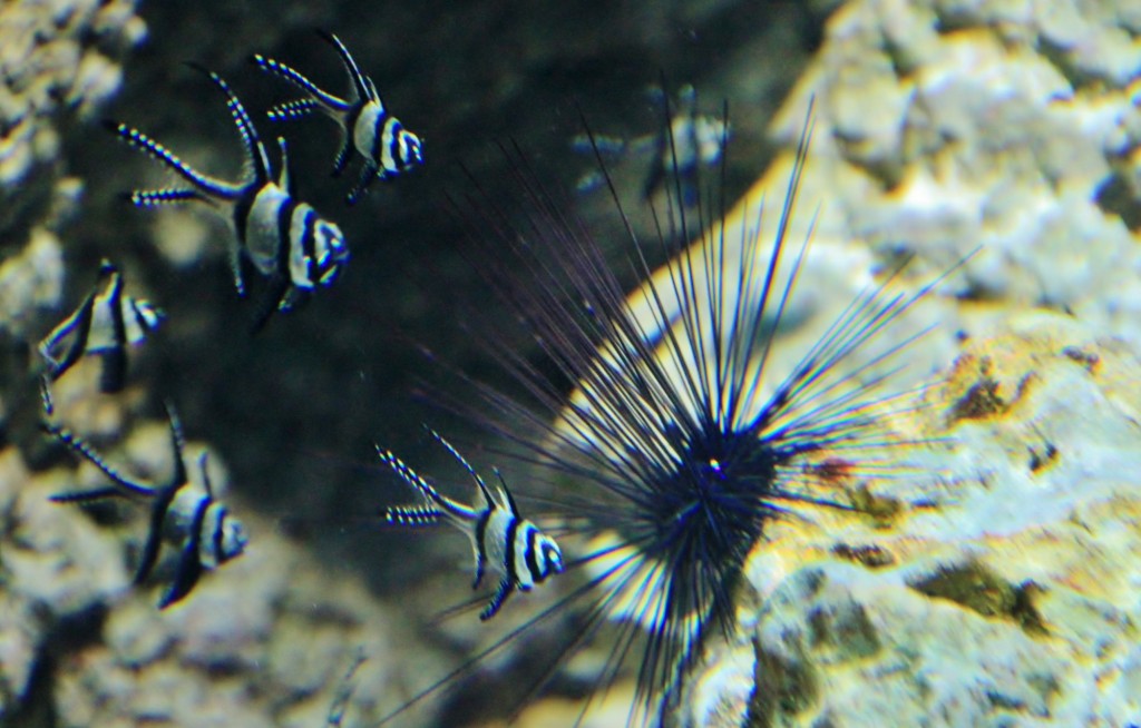 Foto: Acuario de Gijón - Gijón (Asturias), España