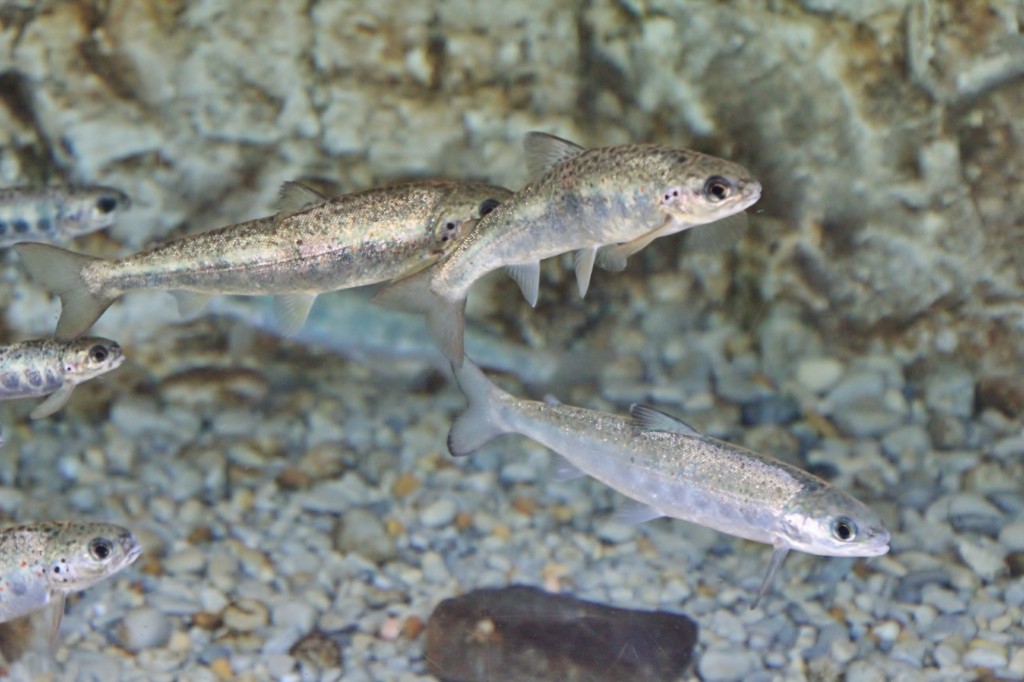 Foto: Acuario de Gijón - Gijón (Asturias), España