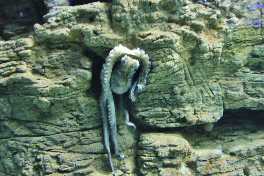 Foto: Acuario de Gijón - Gijón (Asturias), España