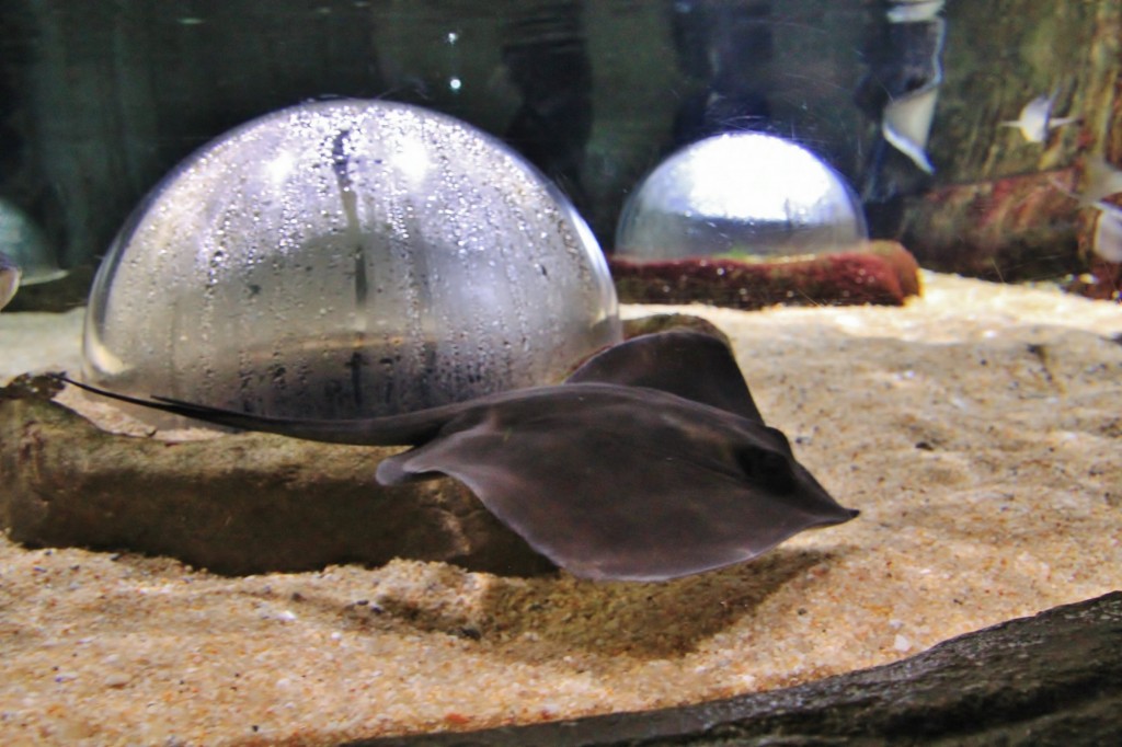 Foto: Acuario de Gijón - Gijón (Asturias), España