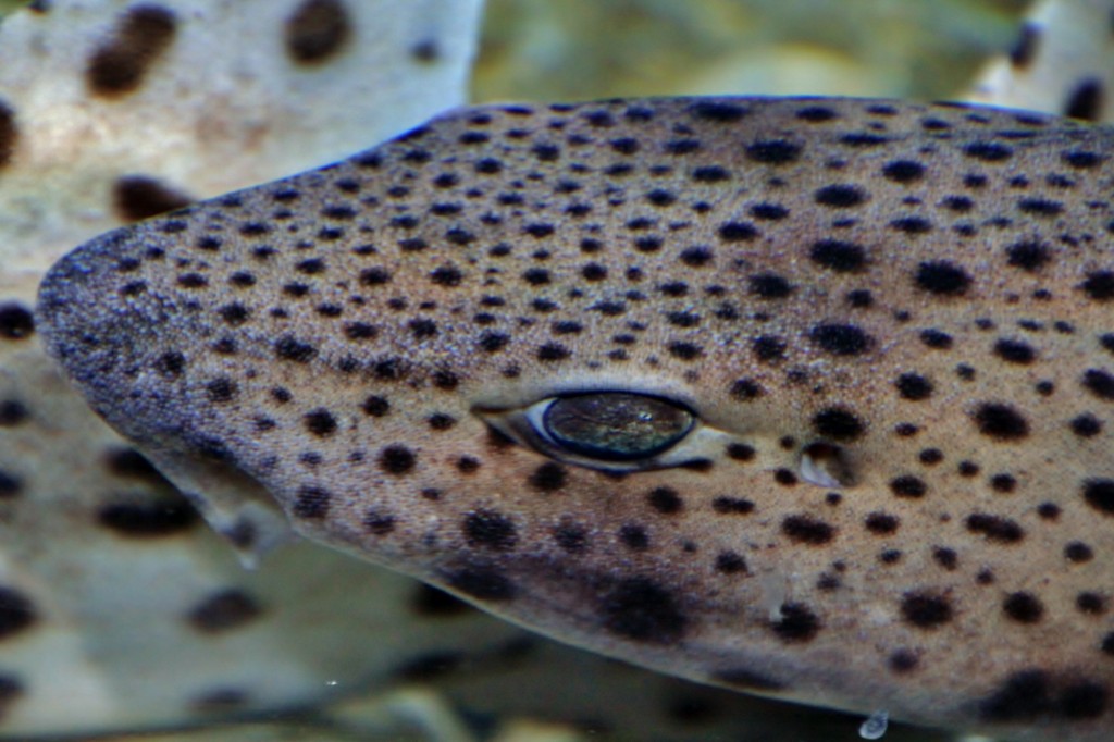Foto: Acuario de Gijón - Gijón (Asturias), España