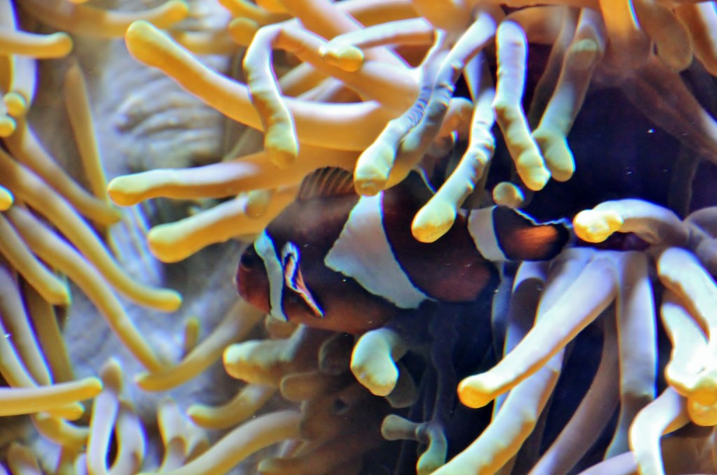 Foto: Acuario de Gijón - Gijón (Asturias), España