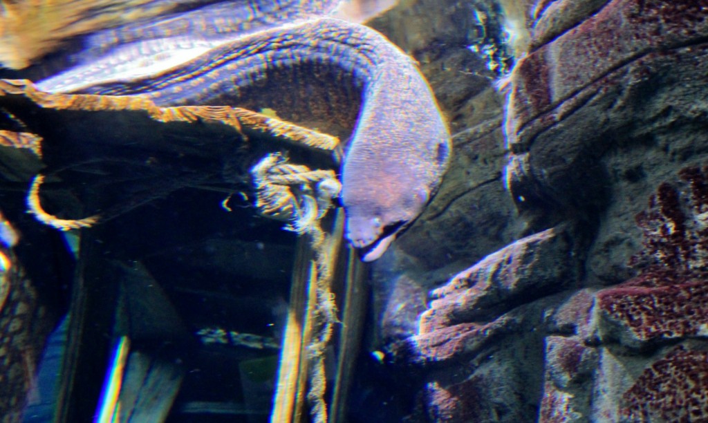 Foto: Acuario de Gijón - Gijón (Asturias), España