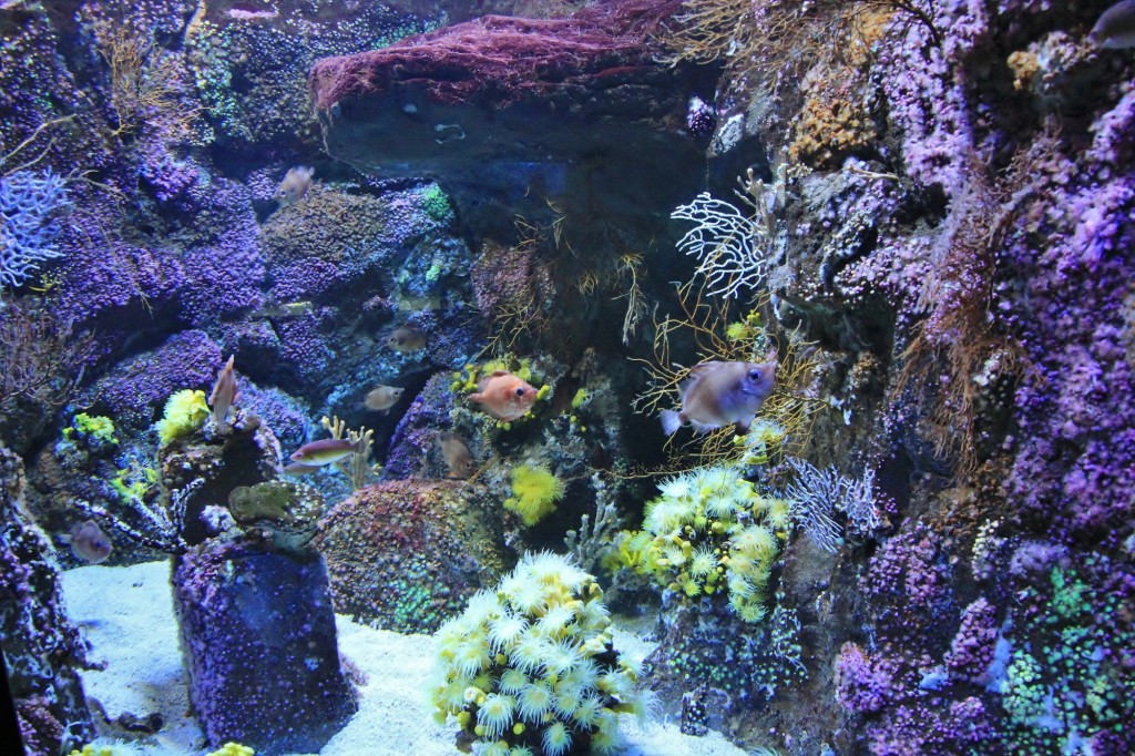 Foto: Acuario de Gijón - Gijón (Asturias), España