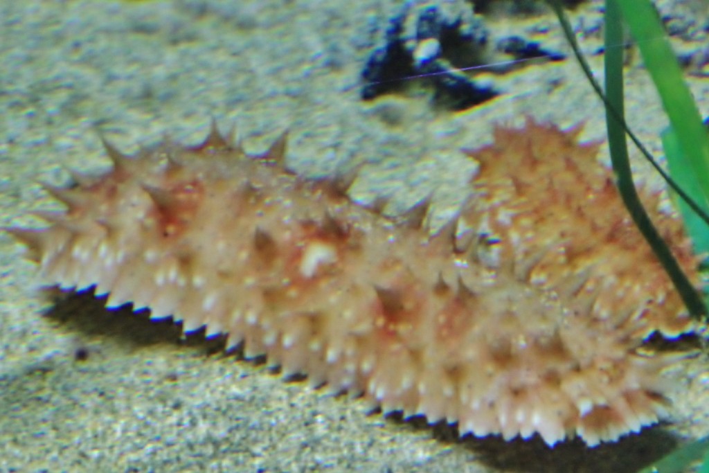 Foto: Acuario de Gijón - Gijón (Asturias), España