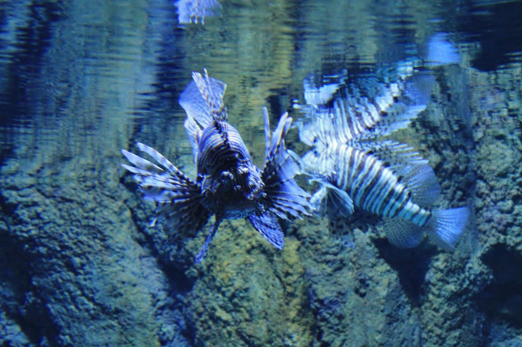 Foto: Acuario de Gijón - Gijón (Asturias), España