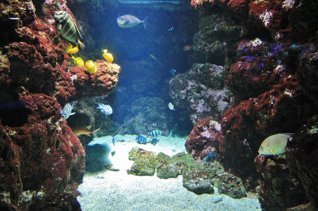 Foto: Acuario de Gijón - Gijón (Asturias), España