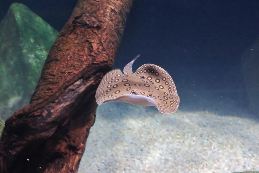 Foto: Acuario de Gijón - Gijón (Asturias), España