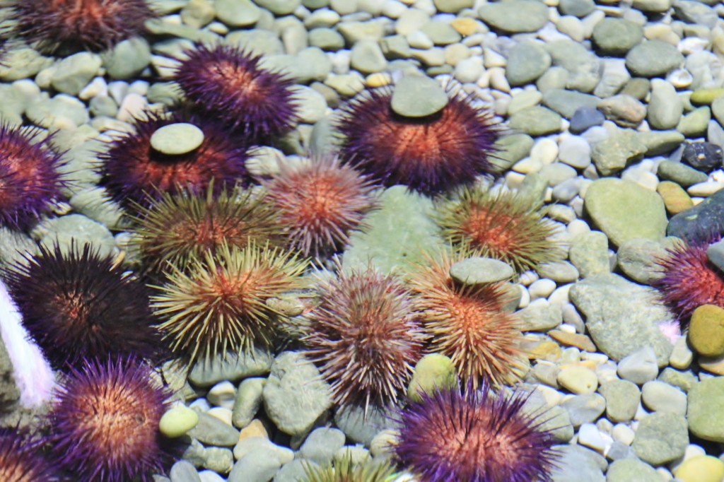 Foto: Acuario de Gijón - Gijón (Asturias), España