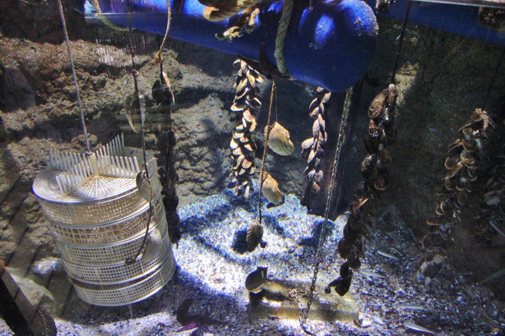 Foto: Acuario de Gijón - Gijón (Asturias), España