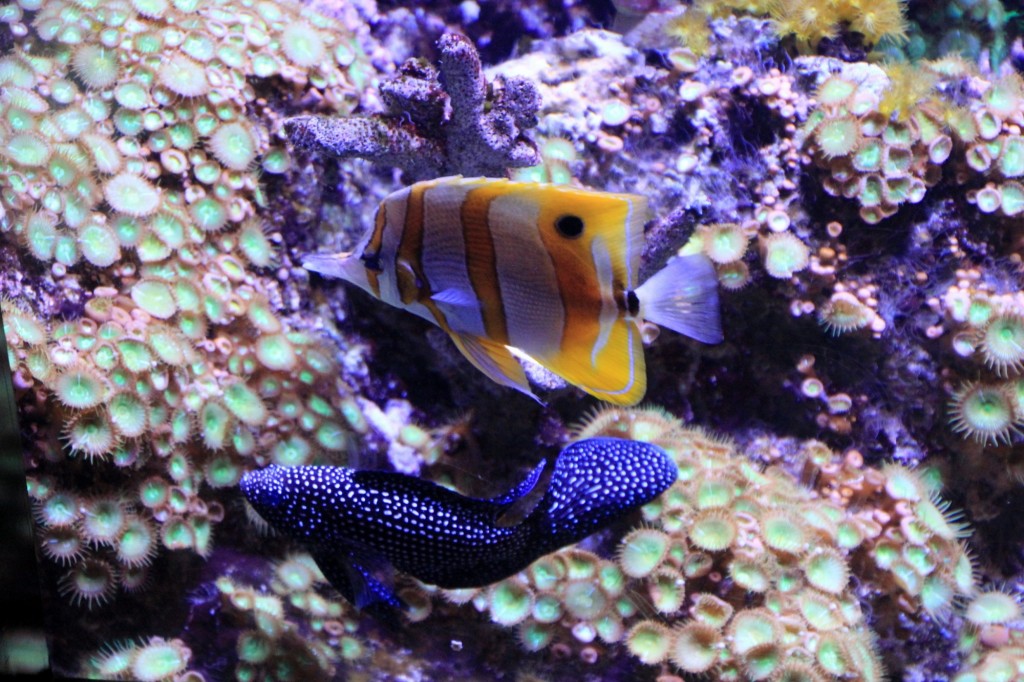 Foto: Acuario de Gijón - Gijón (Asturias), España