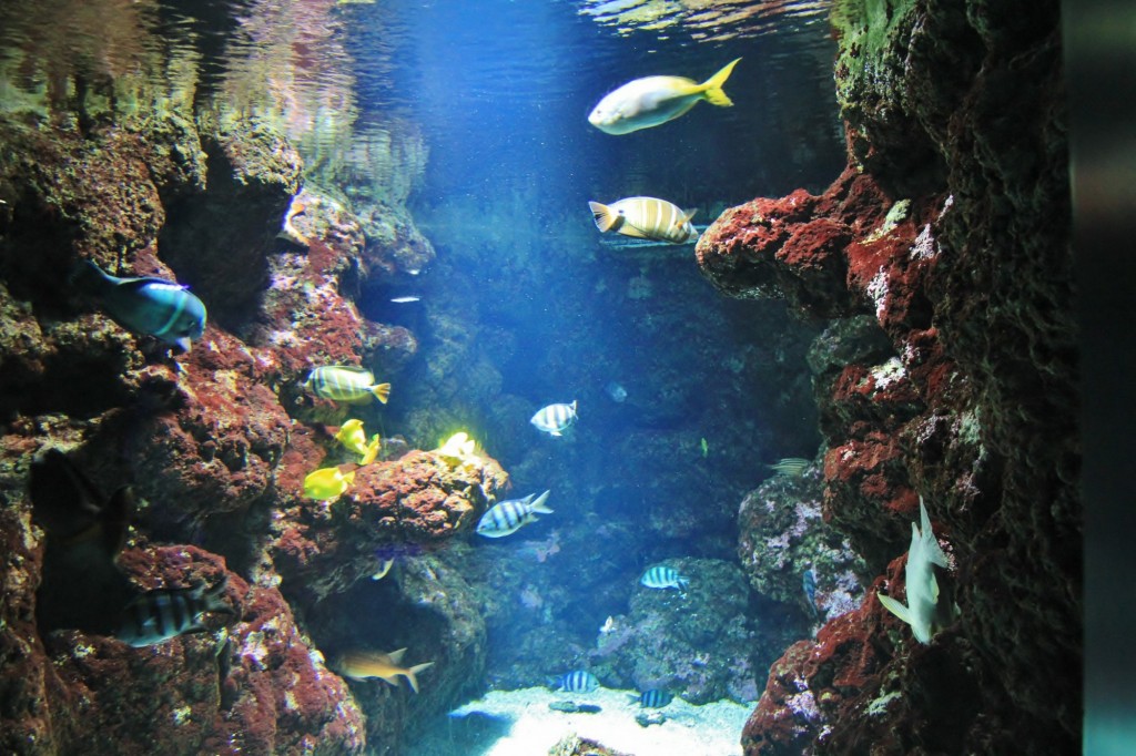 Foto: Acuario de Gijón - Gijón (Asturias), España