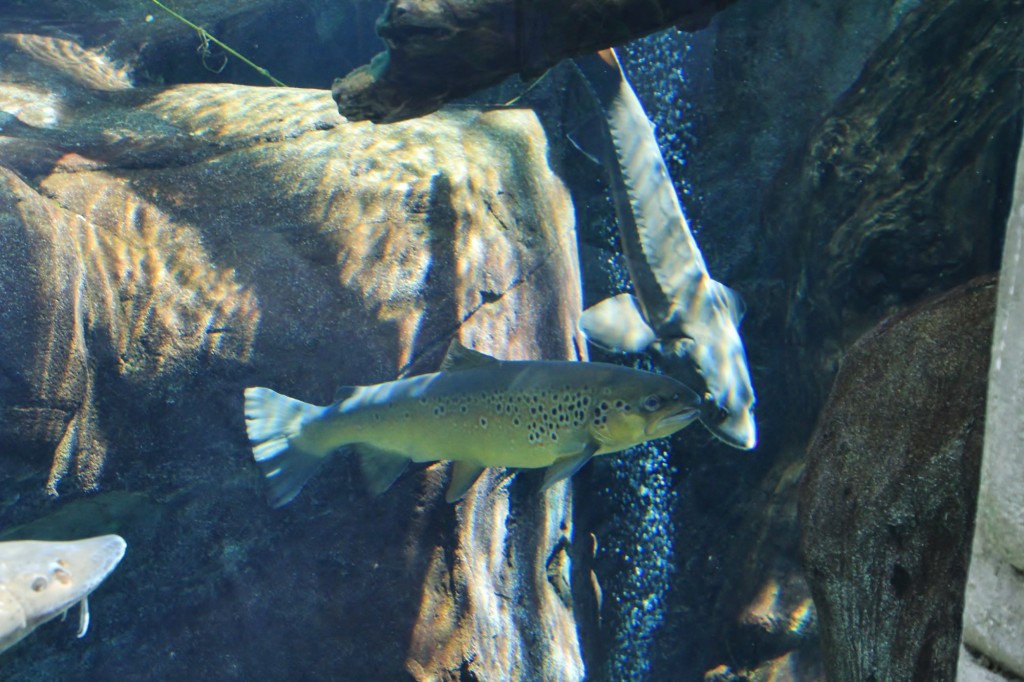 Foto: Acuario de Gijón - Gijón (Asturias), España