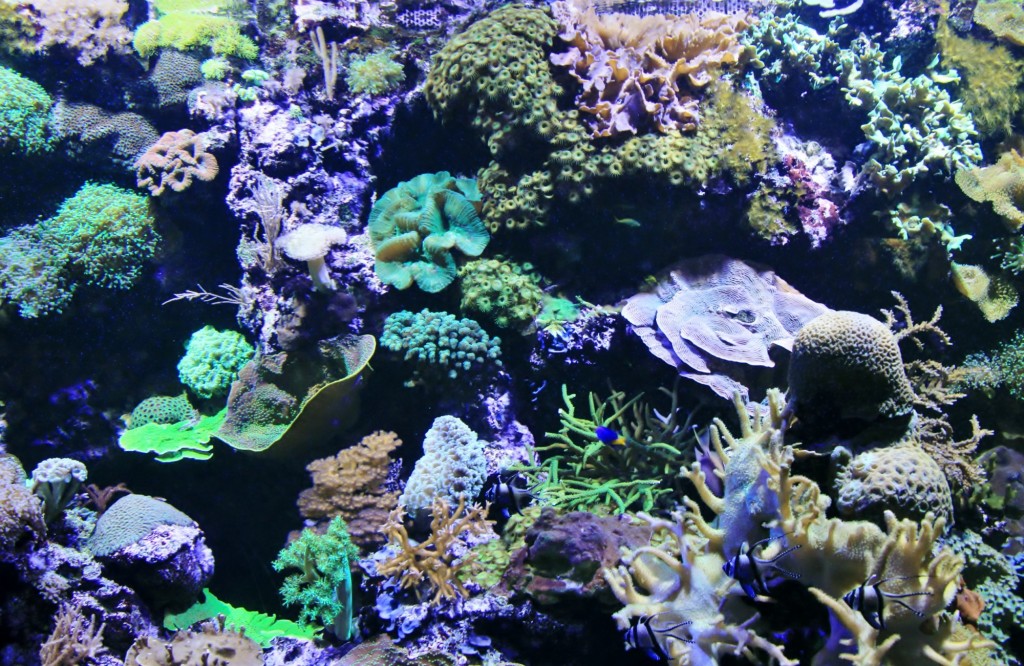 Foto: Acuario de Gijón - Gijón (Asturias), España