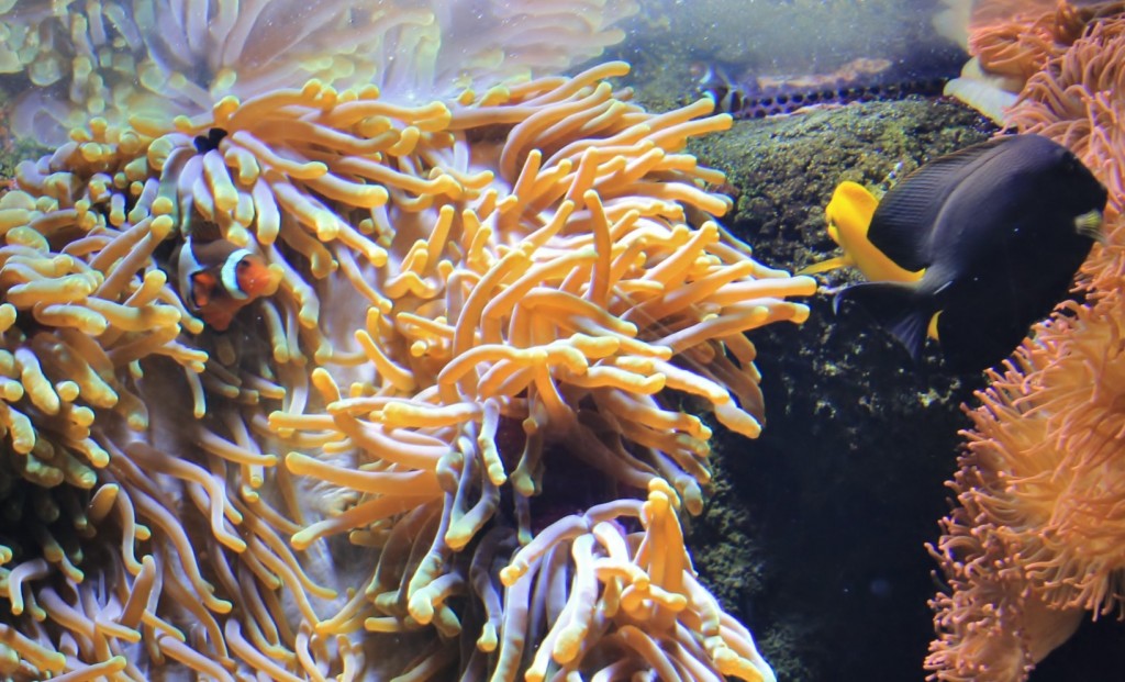 Foto: Acuario de Gijón - Gijón (Asturias), España