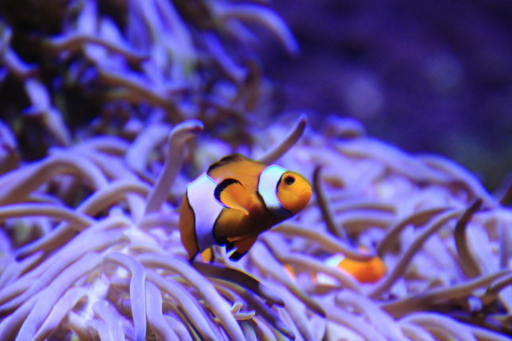 Foto: Acuario de Gijón - Gijón (Asturias), España