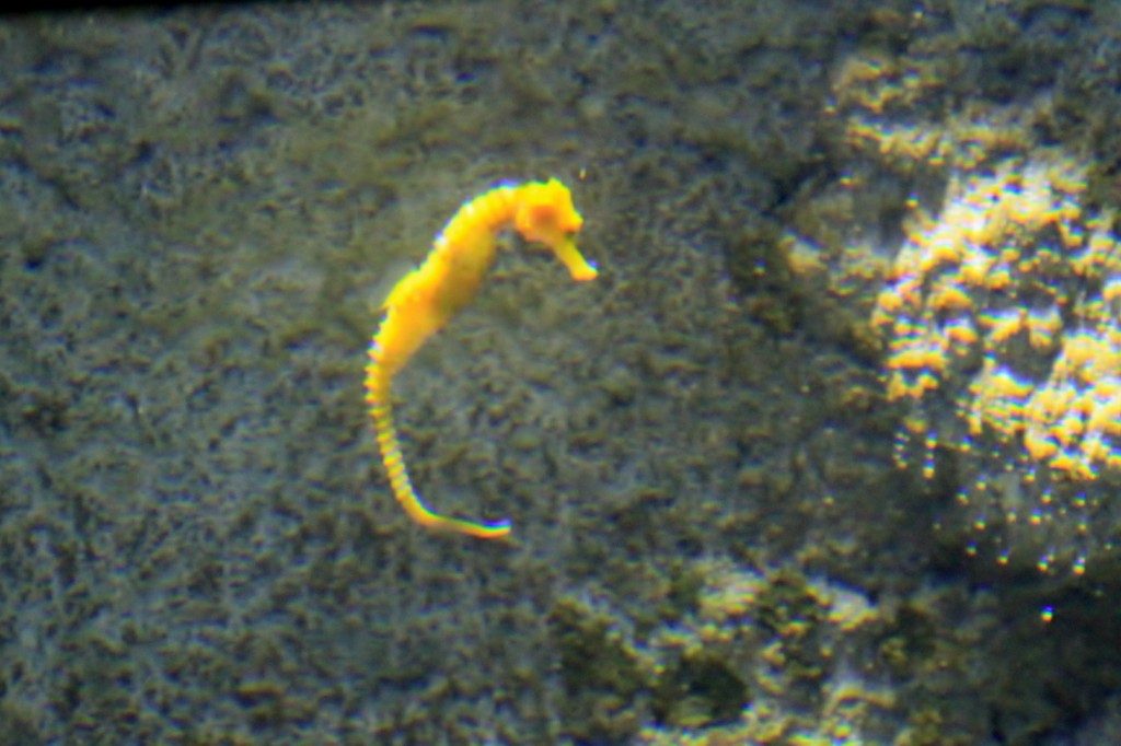 Foto: Acuario de Gijón - Gijón (Asturias), España