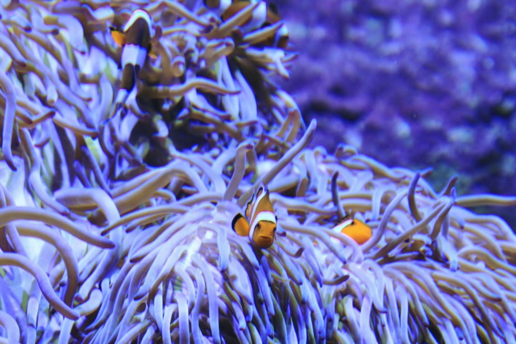 Foto: Acuario de Gijón - Gijón (Asturias), España