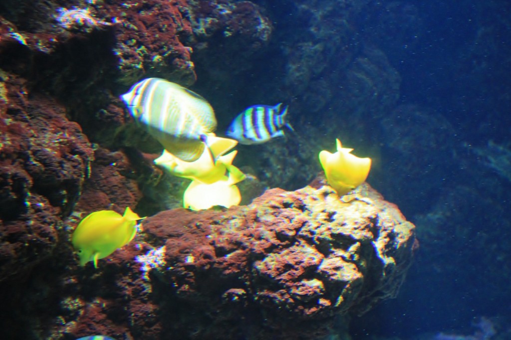 Foto: Acuario de Gijón - Gijón (Asturias), España