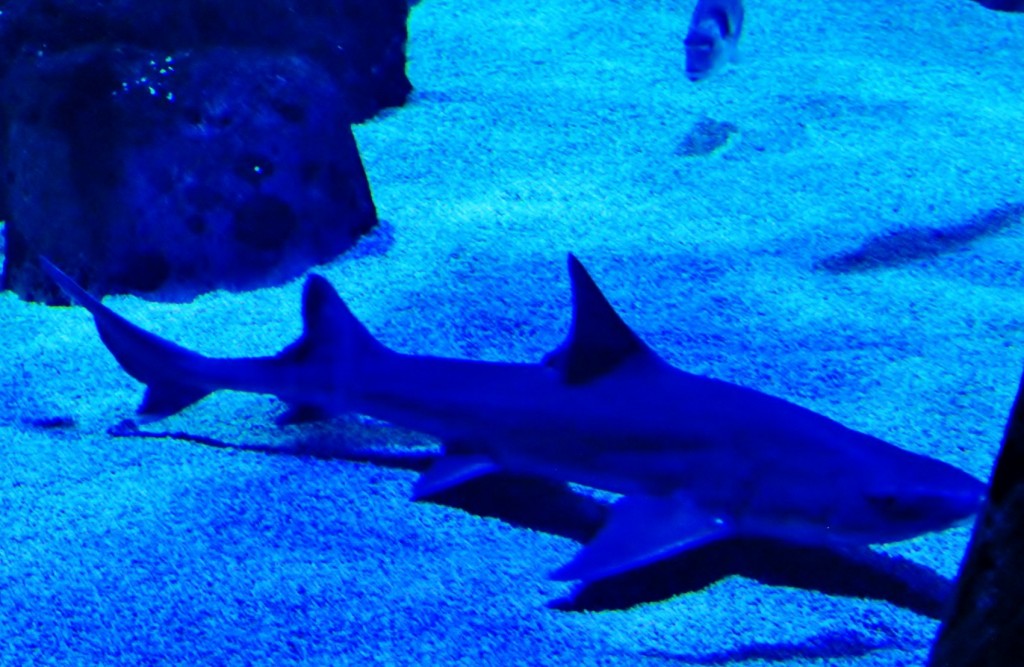 Foto: Acuario de Gijón - Gijón (Asturias), España