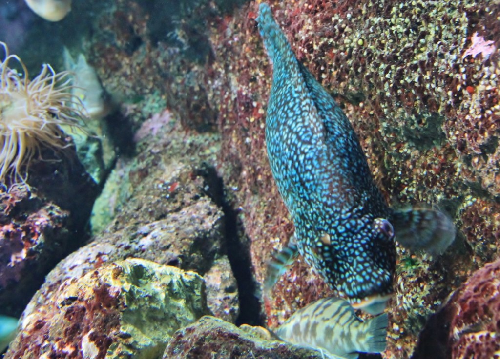 Foto: Acuario de Gijón - Gijón (Asturias), España