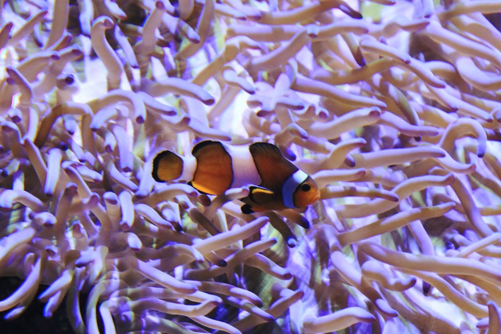 Foto: Acuario de Gijón - Gijón (Asturias), España
