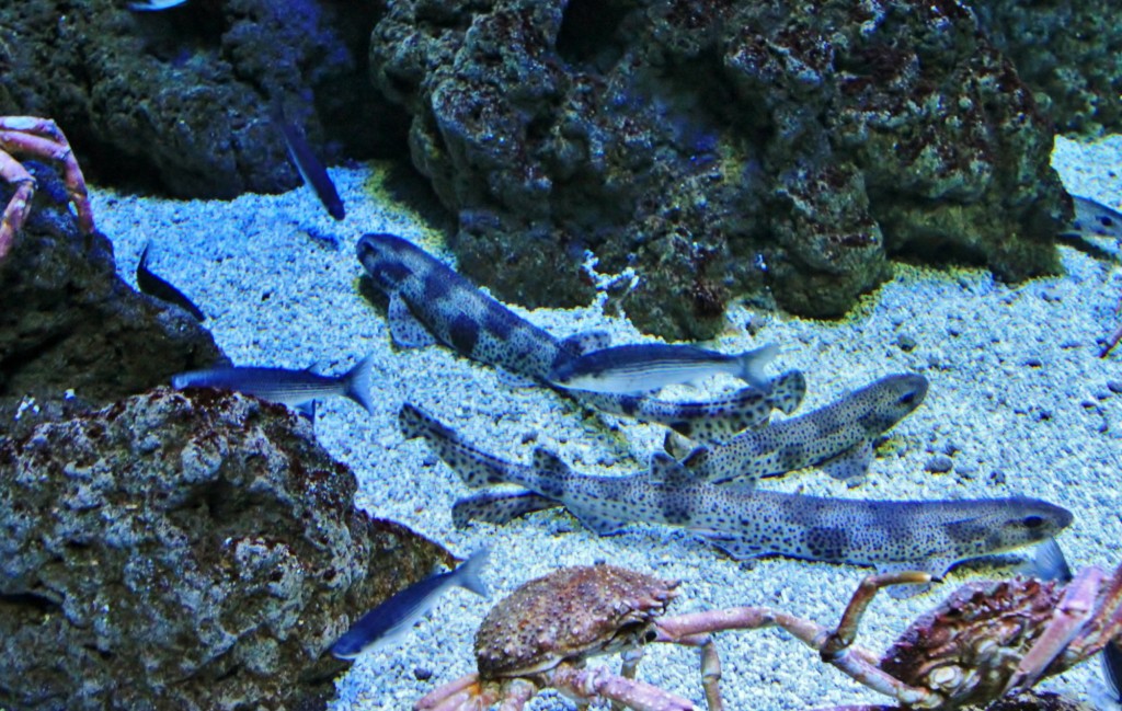 Foto: Acuario de Gijón - Gijón (Asturias), España