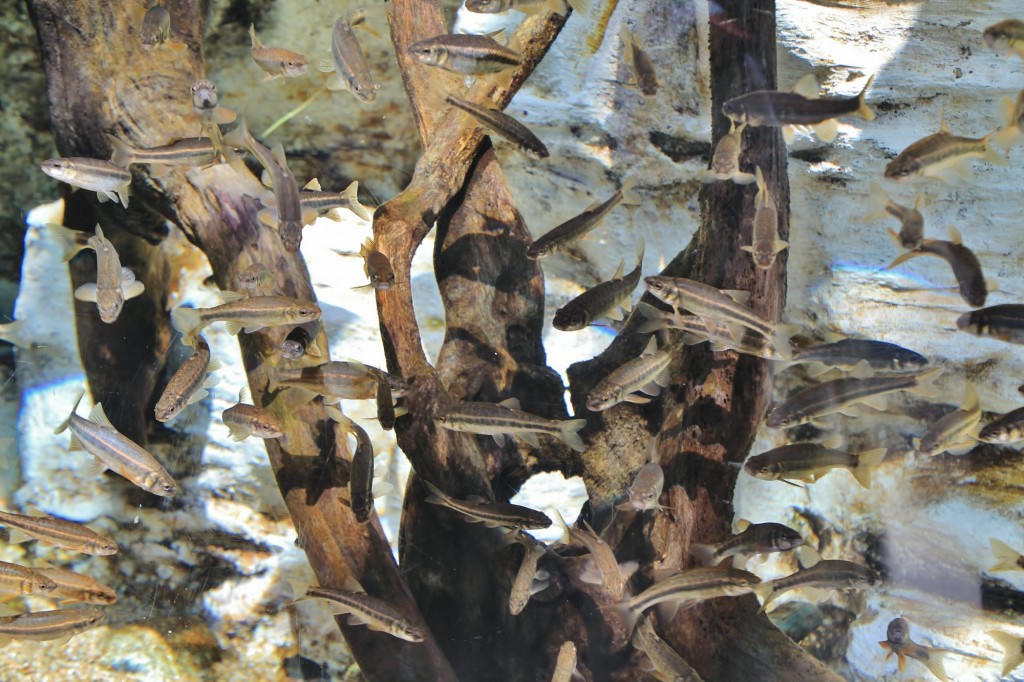 Foto: Acuario de Gijón - Gijón (Asturias), España