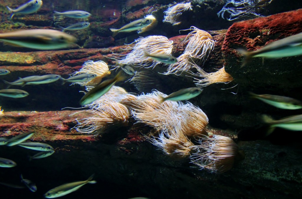 Foto: Acuario de Gijón - Gijón (Asturias), España