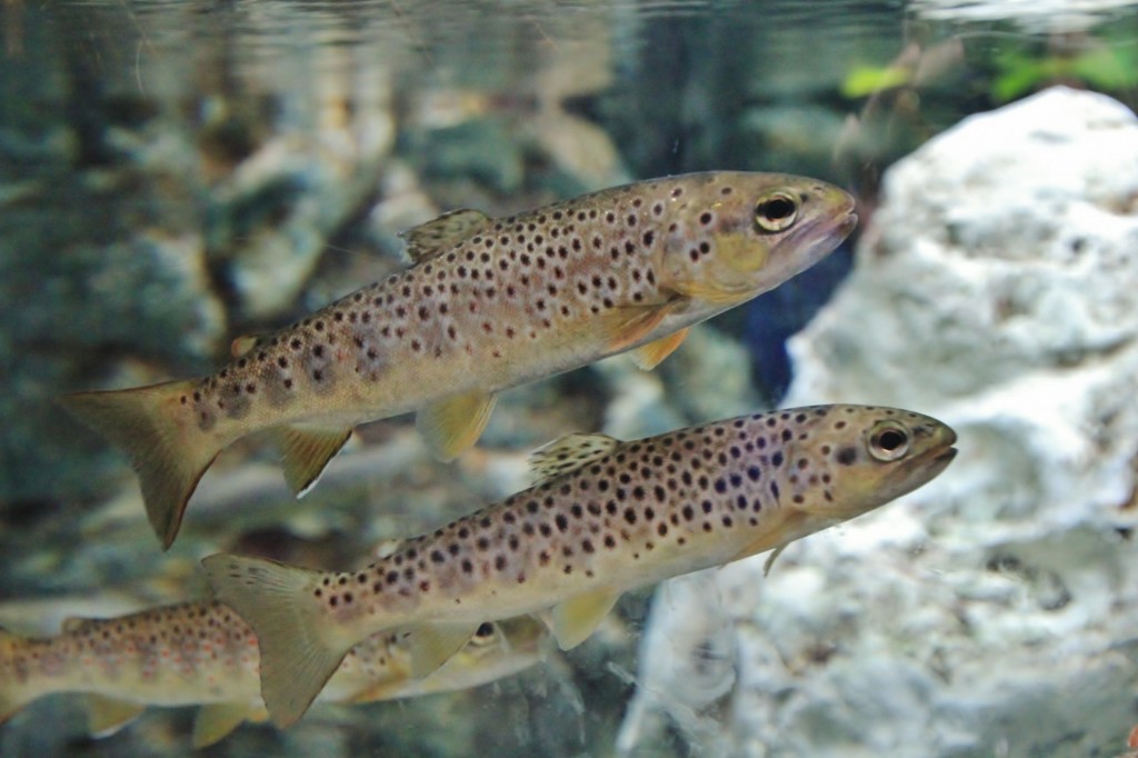 Foto: Acuario de Gijón - Gijón (Asturias), España