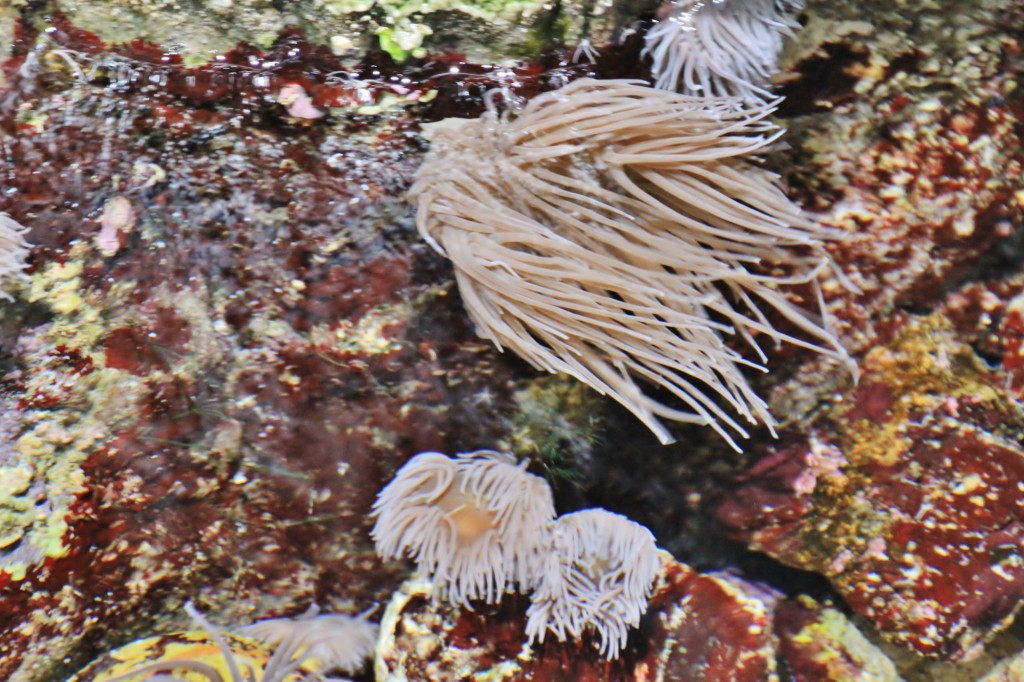 Foto: Acuario de Gijón - Gijón (Asturias), España