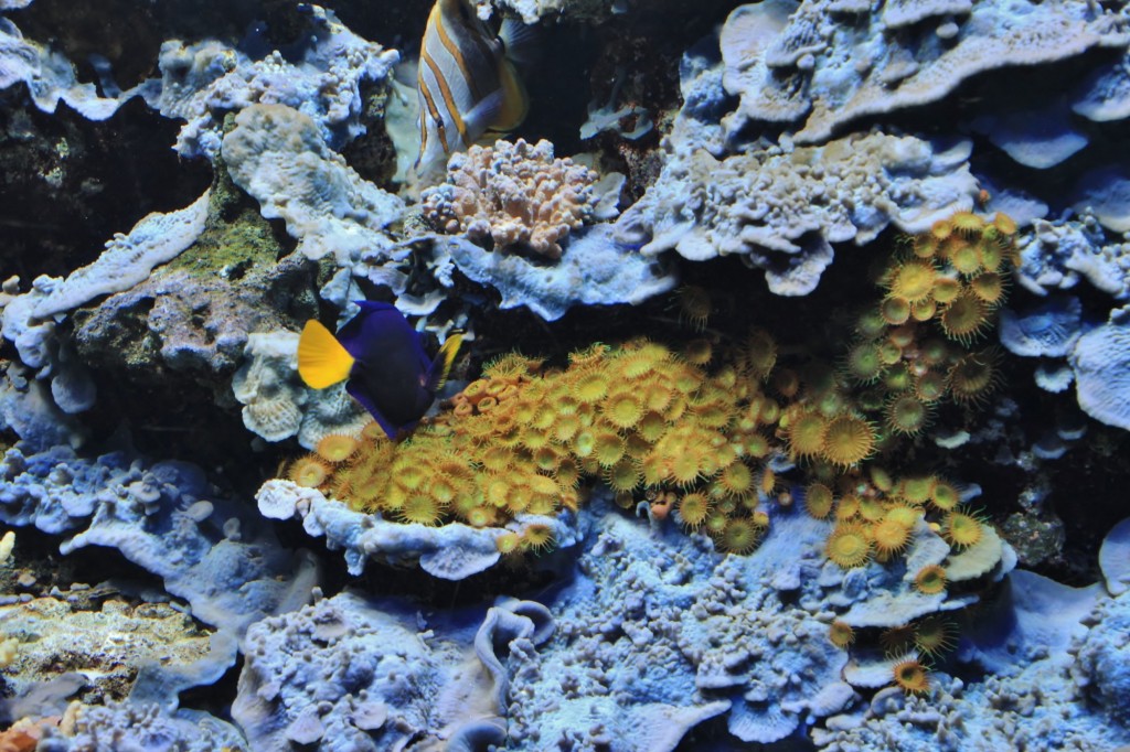 Foto: Acuario de Gijón - Gijón (Asturias), España