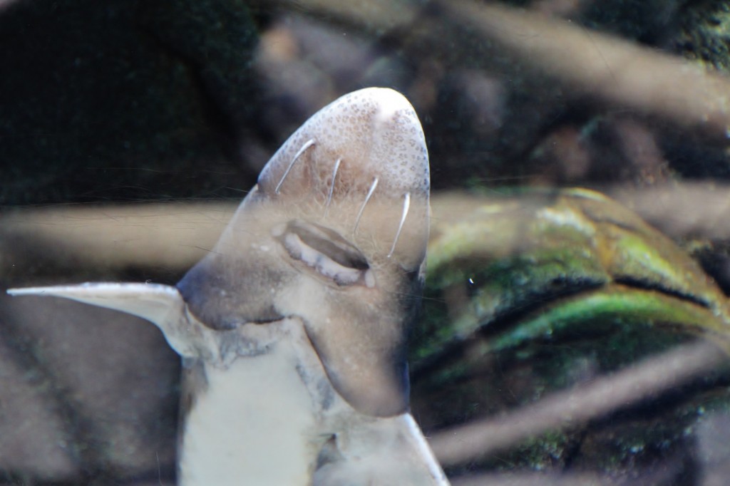 Foto: Acuario de Gijón - Gijón (Asturias), España
