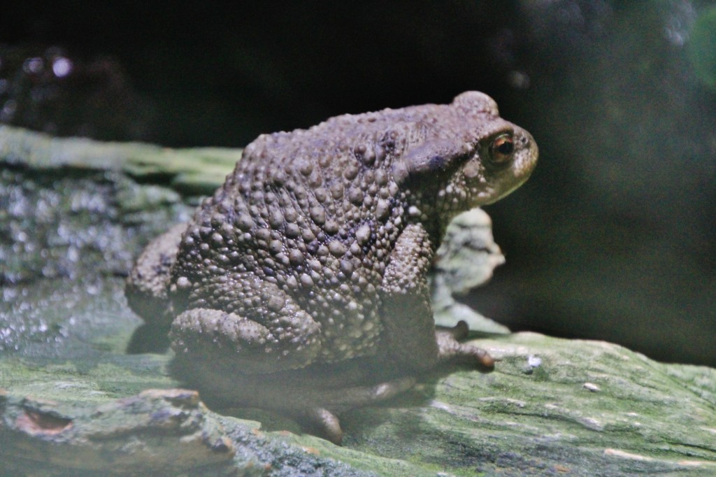 Foto: Acuario de Gijón - Gijón (Asturias), España