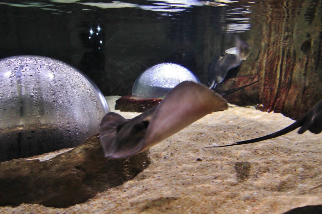 Foto: Acuario de Gijón - Gijón (Asturias), España