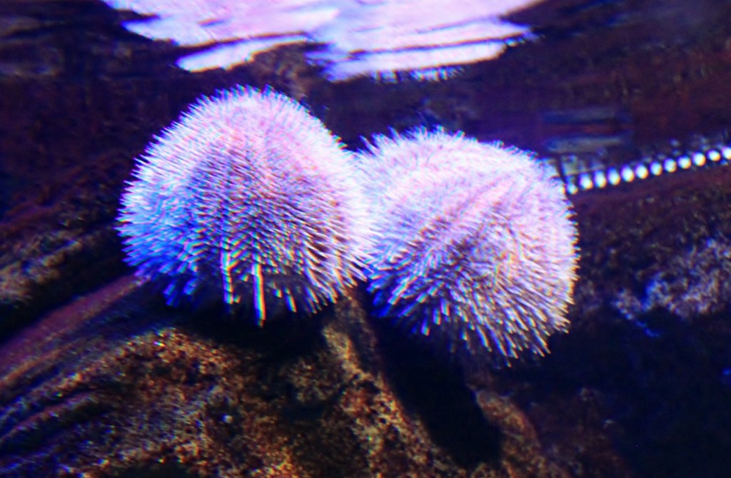 Foto: Acuario de Gijón - Gijón (Asturias), España