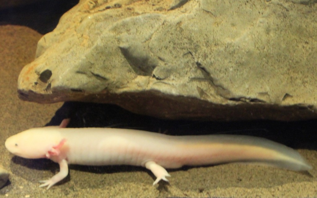 Foto: Acuario de Gijón - Gijón (Asturias), España