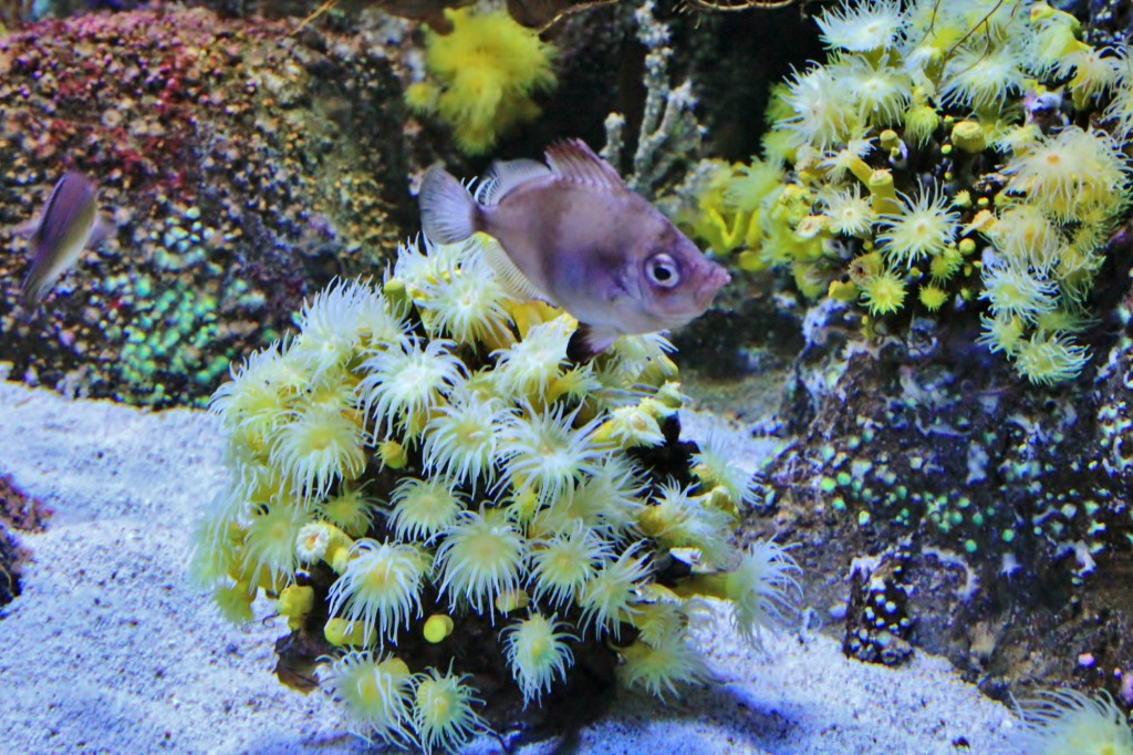 Foto: Acuario de Gijón - Gijón (Asturias), España