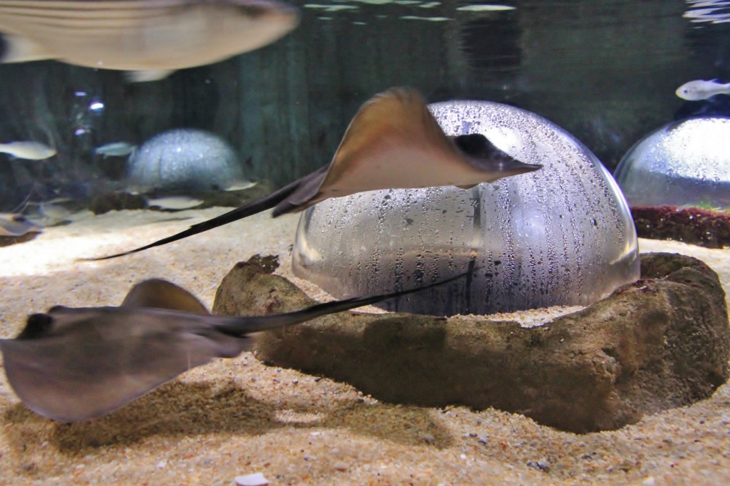 Foto: Acuario de Gijón - Gijón (Asturias), España