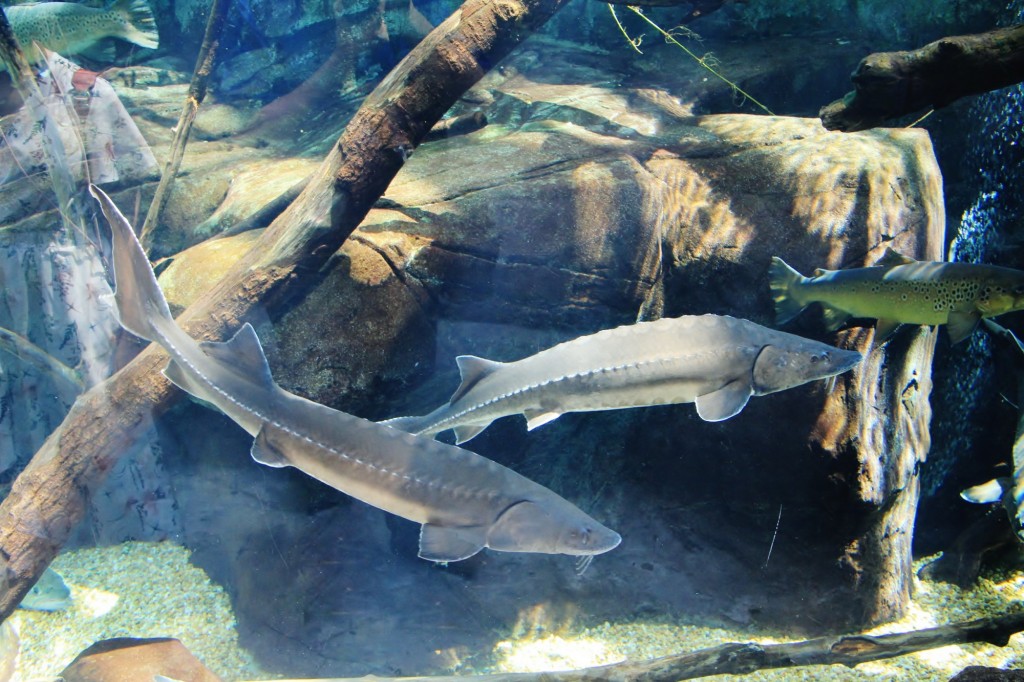 Foto: Acuario de Gijón - Gijón (Asturias), España