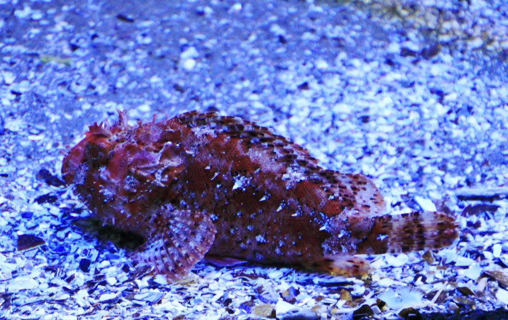 Foto: Acuario de Gijón - Gijón (Asturias), España