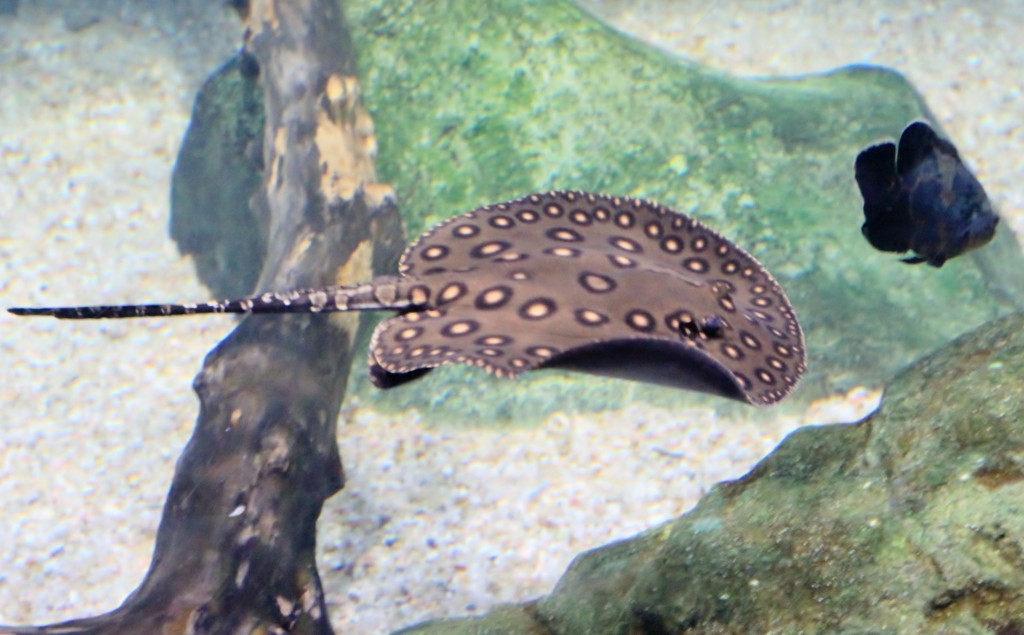 Foto: Acuario de Gijón - Gijón (Asturias), España