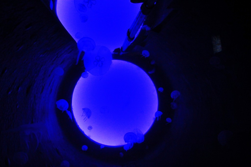 Foto: Acuario de Gijón - Gijón (Asturias), España